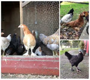 Raising Chickens That Lay Easter Basket Eggs